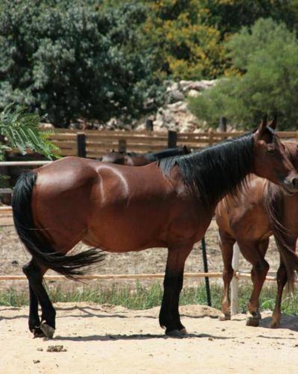 Vered Hagalil Holiday Village Hotel Chorazim Luaran gambar